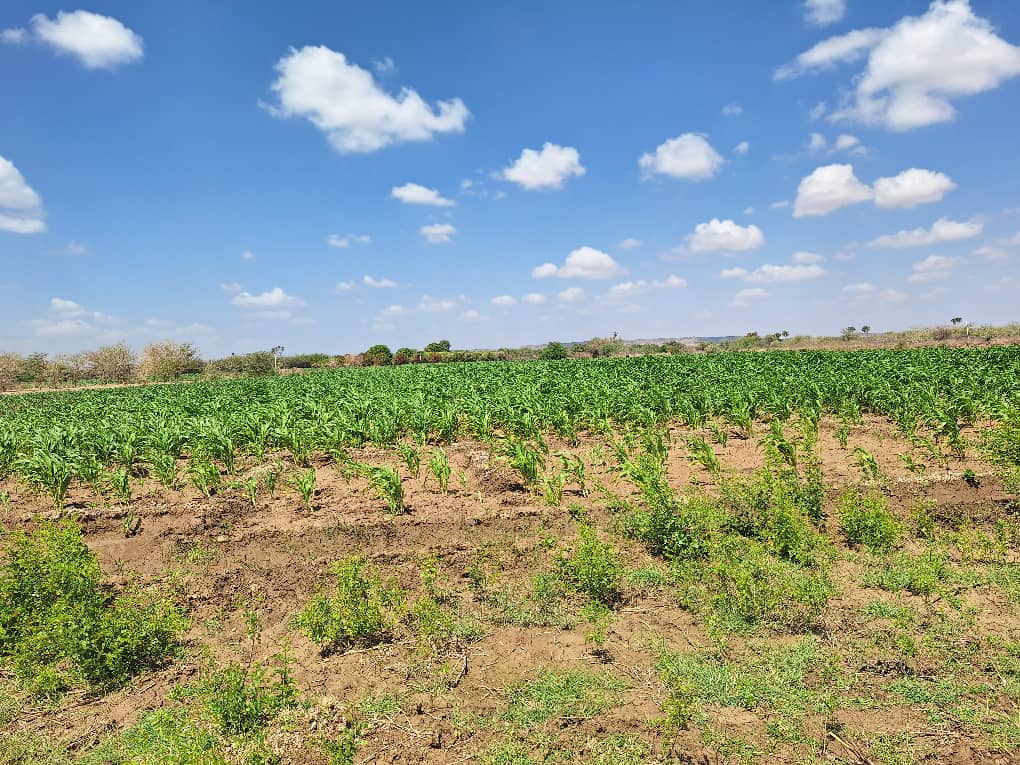 Crop fields and farm production at Zaahidiin Farms